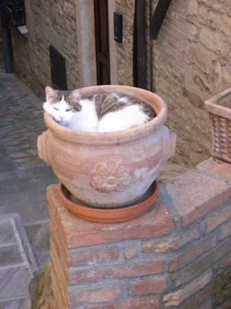 Todi cat in a pot